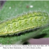aricia agestis larva4b